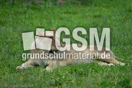 Löwen (54 von 69).jpg